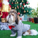 Black Checks Shirt with Red Bow Tie