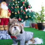 Black Checks Shirt with Red Bow Tie - Image 4