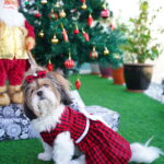 Red Checks Frock