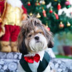 Bottle Green Tuxedo with Red Bow Tie