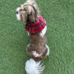 Red Check School Girl Skirt Bandana