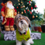 Olive Waist Coat Bow Tie Bandana