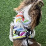 Rainbow Stripes Harness Combo - Image 6