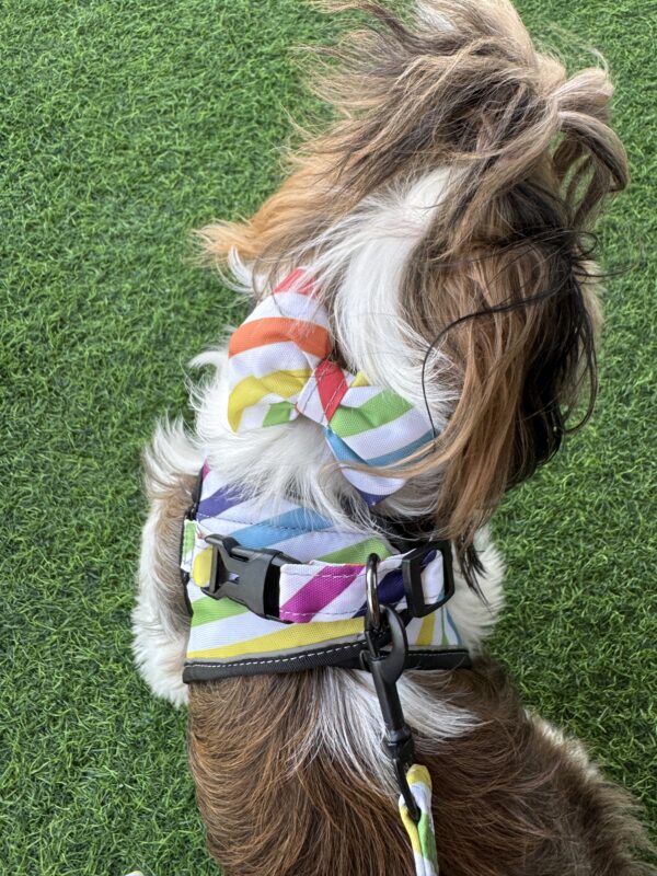 Rainbow Stripes Harness Combo - Image 6