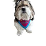 Pink & Blue Embroidered Birthday Bandana - Image 3